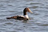 Common Eiderborder=